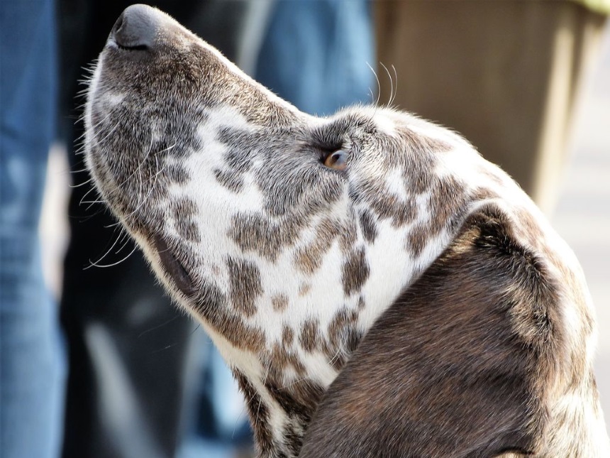 aufmerksamer Hund